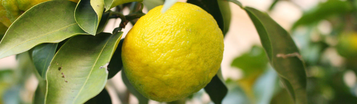 Yuzu main